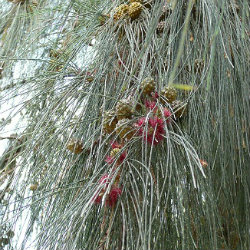 Casuarinas
